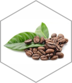 coffea-arabica